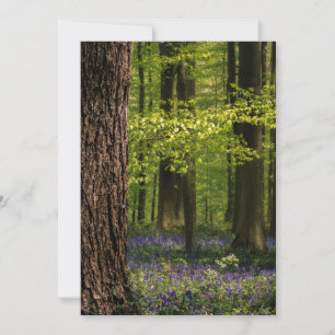 Carte De Remerciements Forest Bluebells en Belgique