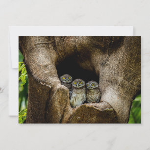 Carte De Remerciements Forests   Three Owls Looking