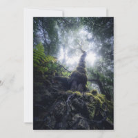 Forêt | Anaga Parc rural Îles Canaries