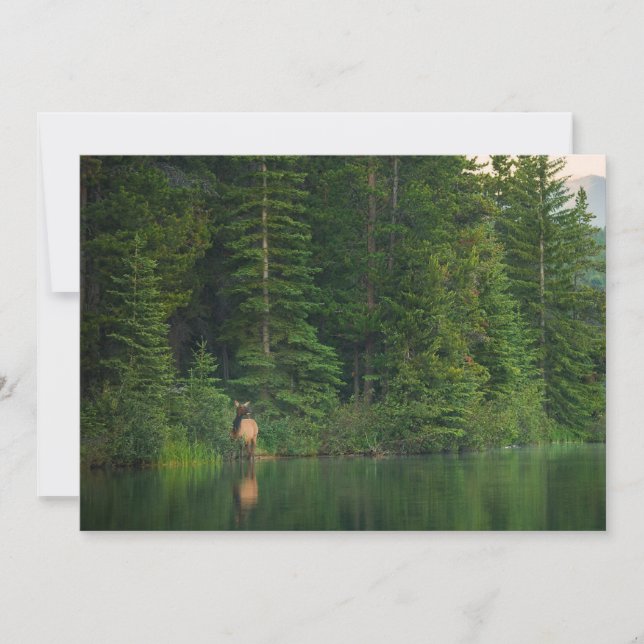 Carte De Remerciements Forêt | Elk au parc national Banff Alberta (Devant)