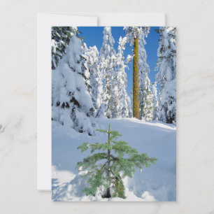 Carte De Remerciements Forêt enneigée en Oregon
