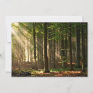 Carte De Remerciements Forêt   Forêt d'automne