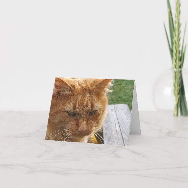 Carte De Remerciements Ginger cat (Devant)
