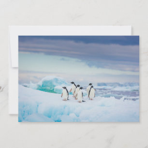 Carte De Remerciements Glace et neige   Adelie Penguins Antarctique