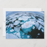 Glace et neige | Ours polaire, Océan Arctique, Sva