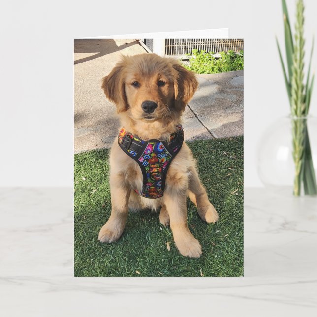 Carte De Remerciements Golden Retriever all occasion card (Devant)