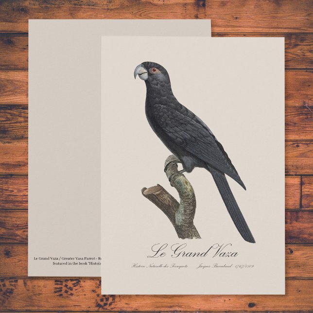 Carte De Remerciements Grand Vasa, Coracopsis Vasa Illustration (Greater Vasa Parrot, Coracopsis Vasa Illustration. Thank You Card)