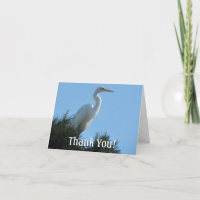 Grande Aigrette en Floride ensoleillée