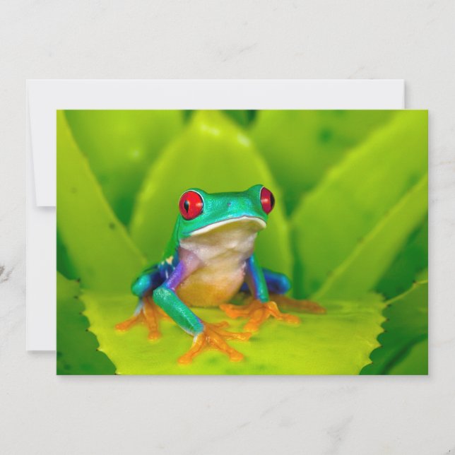 Carte De Remerciements Grenouille aux yeux rouges, Costa Rica (Devant)