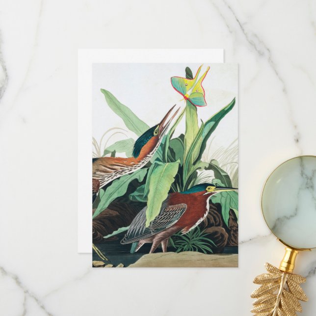 Carte De Remerciements Héron vert par John James Audubon (Devant/Arrière en situation)