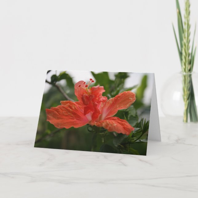 Carte De Remerciements Hibiscus (Devant)