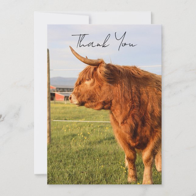 Carte De Remerciements Highland Cow Thank You Card (Devant)