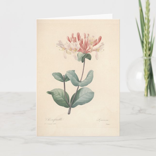 Carte De Remerciements Honeysucké par Redoute Botanical Sympathy Card (Devant)