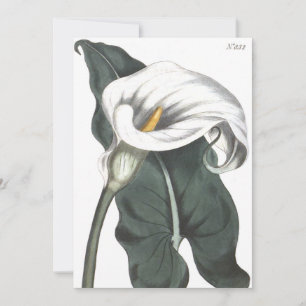 Carte De Remerciements Illustration botanique du calla éthiopien