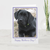 Joyeuse fête des mères Labrador noir - mignon chie