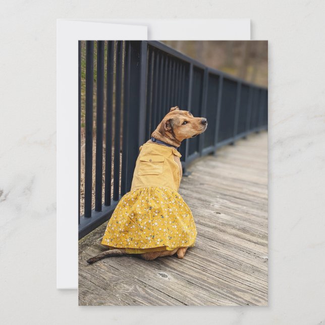 Carte De Remerciements Joyeux Gotcha Day Robe chic Photo Dog Card (Devant)
