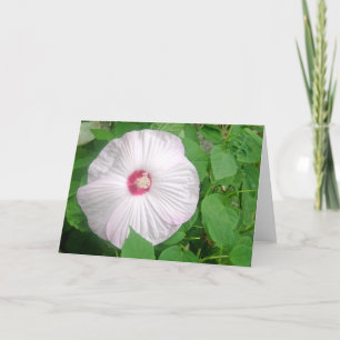 Carte De Remerciements Ketmie Rosa