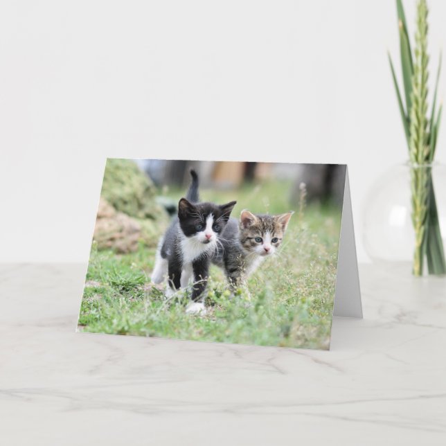 Carte De Remerciements Kitten (Devant)
