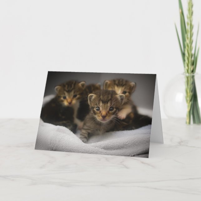 Carte De Remerciements Kitten (Devant)