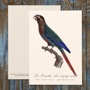 Carte De Remerciements La conure emmaillotée, Pyrrhura Picta