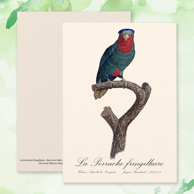 Carte De Remerciements La Perruche fringillaire (Blue-Crowned Lorikeet, Vini Australis. Thank You Card)