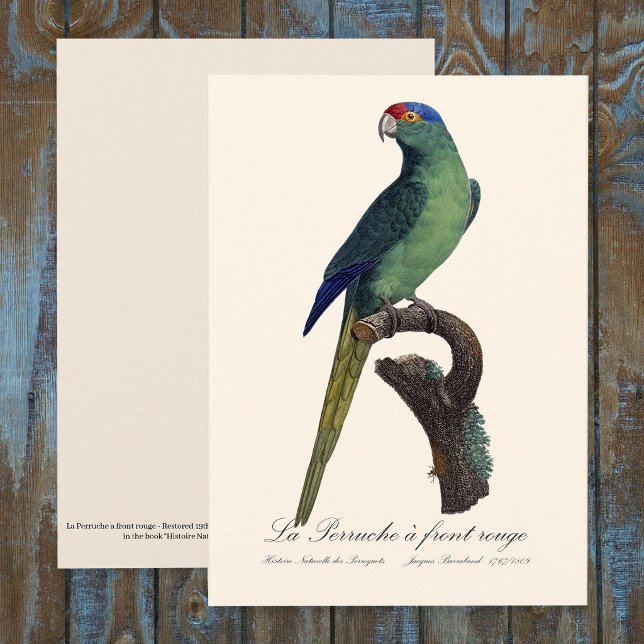 Carte De Remerciements La Perruche un front rouge (Orange-Fronted Parakeet, Eupsittula Canicularis. Thank You Card )