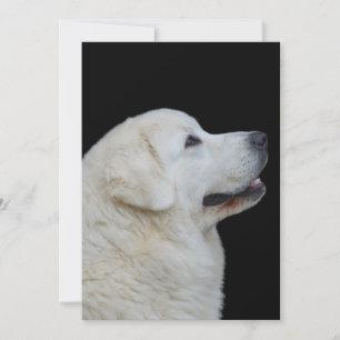 Carte De Remerciements La tête de l'étonnant chien polonais Tatra sur car