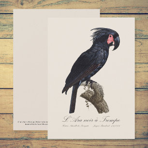 Carte De Remerciements L'Ara Noir a Trompe / Palm Cockatoo