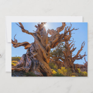 Carte De Remerciements L'arbre sentinelle