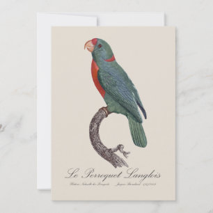 Carte De Remerciements Le Perroquet Langlois