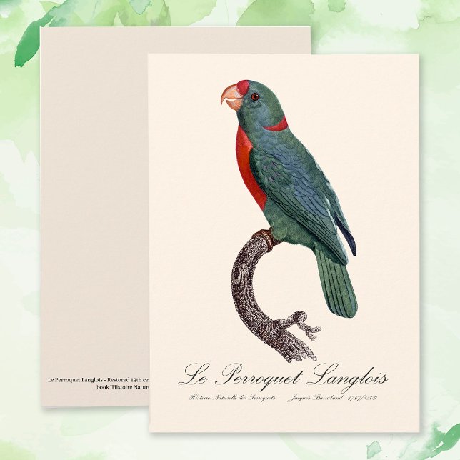 Carte De Remerciements Le Perroquet Langlois de Jacques Barraband (Le Perroquet Langlois by Jacques Barraband. Thank You Card)