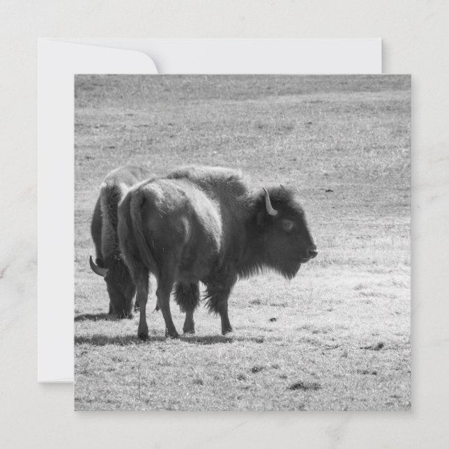 Carte De Remerciements Le puissant buffle  (Devant)