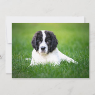 Carte De Remerciements Les bébés animaux les plus mignons Chien de Terr