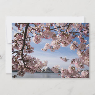 Carte De Remerciements Les monuments   Jefferson Memorial Cherry Blossoms