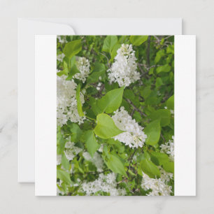 Carte De Remerciements Lilas blanc