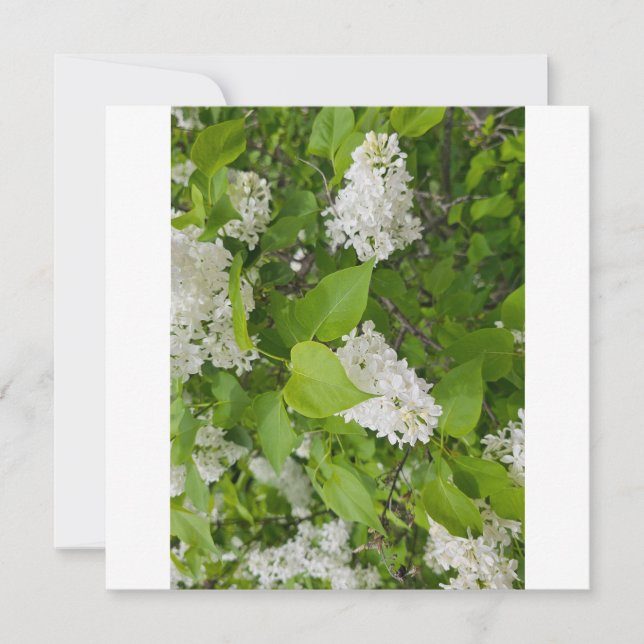 Carte De Remerciements Lilas blanc (Devant)