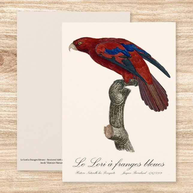 Carte De Remerciements Lori à queue brune, Trichoglossus borneus (Long-Tailed Red Lory, Trichoglossus borneus. Thank You Card)