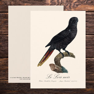 Carte De Remerciements Lori noir ou Lori à bec rouge, Chalcopsitta atra