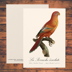 Carte De Remerciements Lori rouge ou Eos Bornea, Trichoglossus borneus