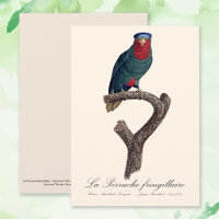 Loriquet à couronne bleue, Vini Australis