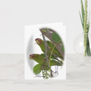 Carte De Remerciements Love Parrots
