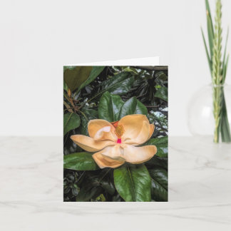 Carte De Remerciements Magnolia du Sud2@Stenton House Museum & Garden