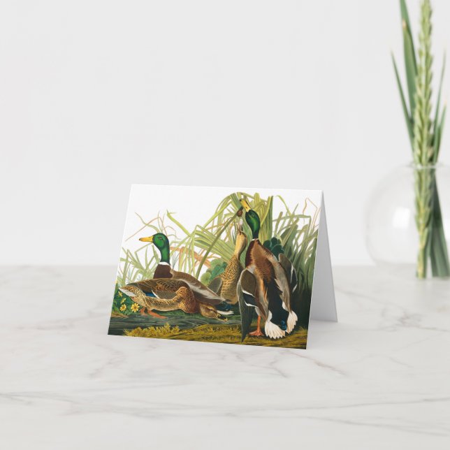 Carte De Remerciements Mallard Duck par John James Audubon (Devant)
