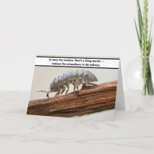 Carte De Remerciements "Marvel in Miniature - The Woodlouse Wonder"