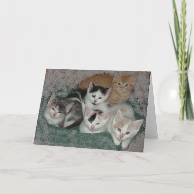 Carte De Remerciements Merci/Kittens (Devant)