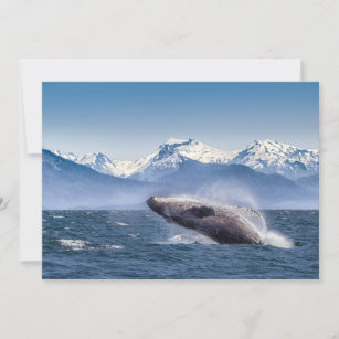Carte De Remerciements Montagnes   Baleines en route Glacier Bay, Alaska