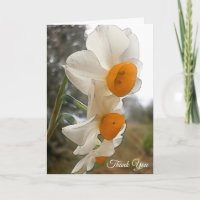 Narcisse. Fleur