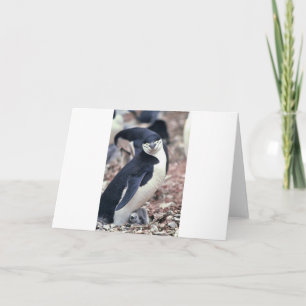 Carte De Remerciements Oiseau de pingouin mignon animal noir eau blanche