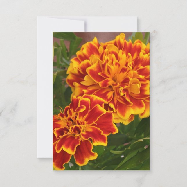 Carte De Remerciements Orange Marigolds Ftriking Garden Photo (Devant)