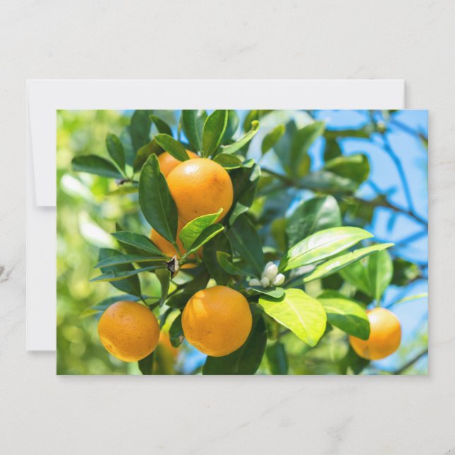 Carte De Remerciements Oranger en fruits (Devant)